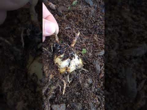 無枝の草ユリ、総状草ユリ 植物