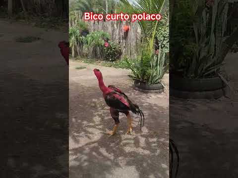 # quintal do Chico Black Igarapé do meio Maranhão