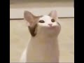 Cat Bop Bop Bop 10 Hours