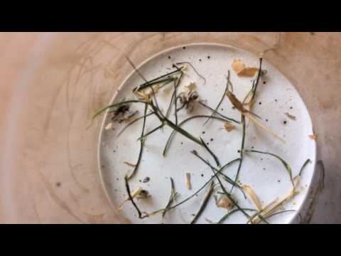 Habronattus Pyrrithrix  jumping spider hunting fly