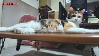 三毛猫フミちゃん  LIVE配信   2026年9月27日　calico cat　(LIVE stream)