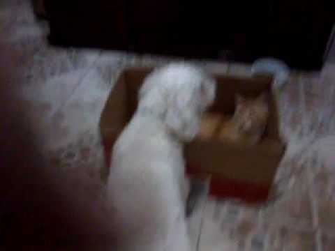 E o gato não sai da caixa