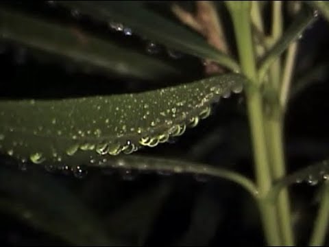 drew the architect, drip-133 & kodyak - the way it was