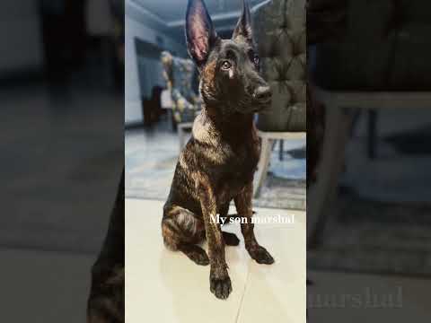 My love =my dog marshaL #seanpaul #k9adventurizing #malinoispower #doglover #puppy #5month #music