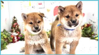 ペットショップCOO&RIKU No00703807(柴犬)