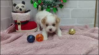 ハーフ犬の動画01
