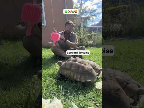 Which Animals Like Bubbles?