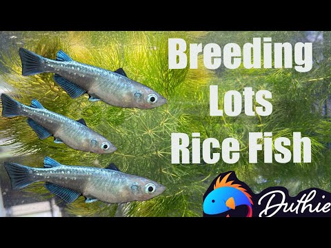 How to Breed Medaka Rice fish (Japanese Rice Fish)