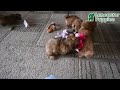 Teddy Bear dogs for sale: Rose  - Video 1