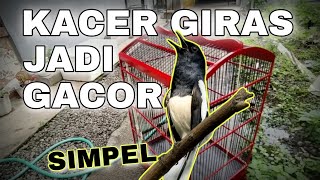 Download lagu RAWATAN KACER GIRAS JADI GACOR!! mp3