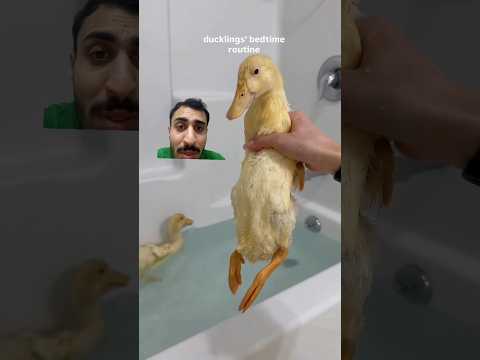 عبالي عدها اطفال وترتب السرير طلع السرير للبط البط عايش احسن مني #ضحك