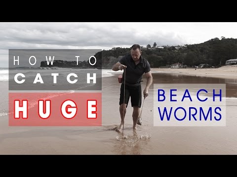 How I Catch HUGE Beach Worms! Learn KEY SKILLS