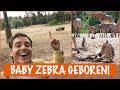 Op kraamvisite bij een baby-zebra | DierenpraatTV