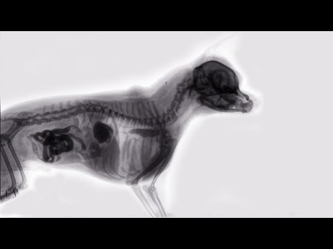 YouTube video about: How do hedgehogs get x rays?