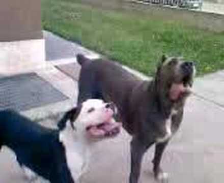 Ds After Looking At A Site Posted Find The Pit Bull What