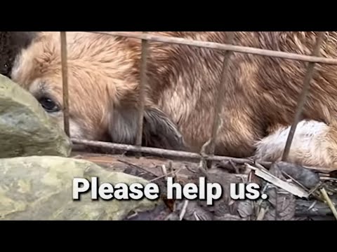 🥹This dog does not deserve to end up like this. Dog Rescue ❤️ #shorts