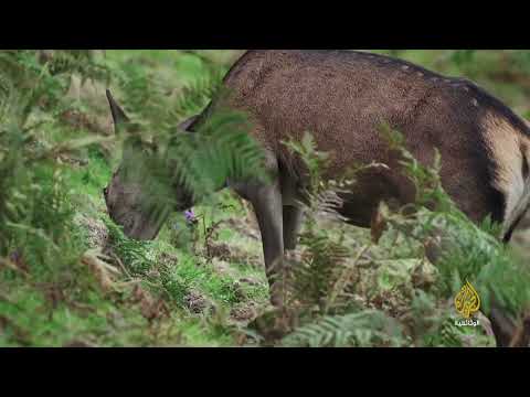 جبال البرانس