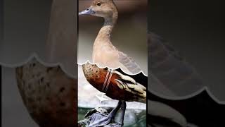 Download lagu suara pikat belibis merah mp3