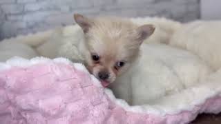 ハーフ犬の動画01