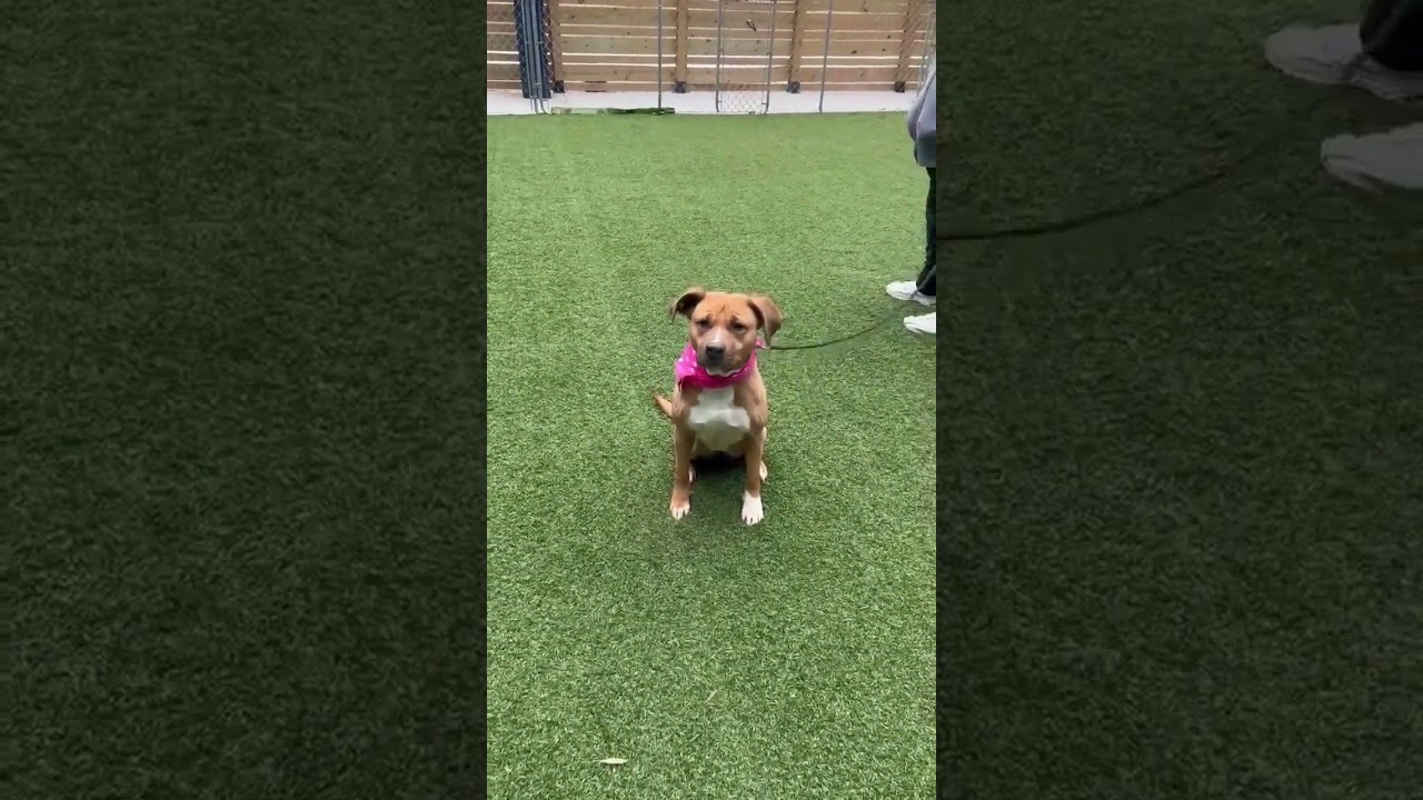 Enlarge Puppy, a Adoptable mixed breed in Hartsville, SC video 6/6