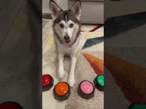 Sesión de preguntas y respuestas con Sapphie 🐶🤔 #shorts