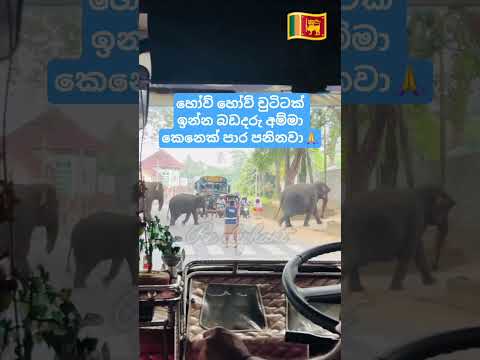 සුදු ඉර ඇදලා තියෙන්නෙ එයාලටම😍🙏 #new #highlights #elephant #trending #viral #shorts