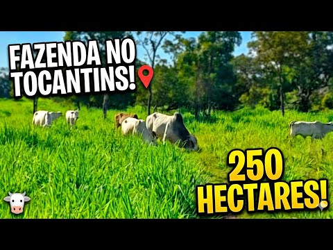 Fazenda à Venda em Taguatinga-TO | 250 ha, Pastagem Formada, Curral Completo e Granja de Suínos