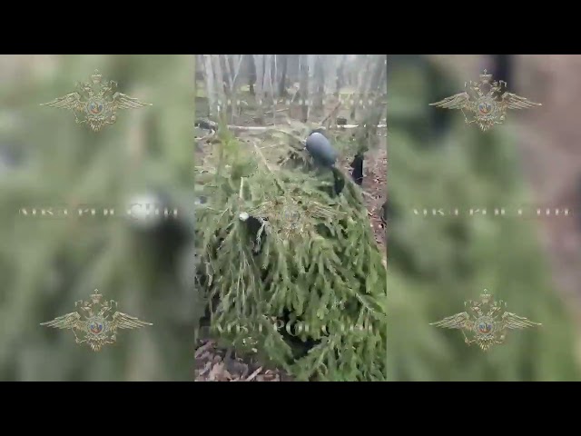 Появилось видео с обнаружением мотоцикла в лесу Тверской области, на котором скрылся Буряков после расстрела полицейских