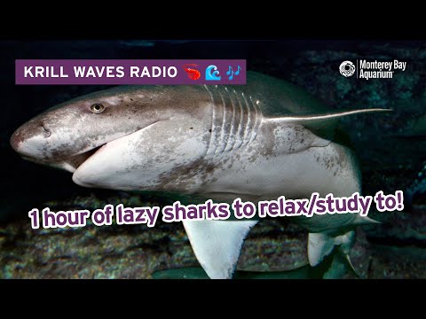 1 Hour Of Lazy Sharks To Relax/Study/Work To | Jazzy Lofi Hip Hop | Krill Waves Radio