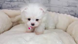 ハーフ犬の動画01