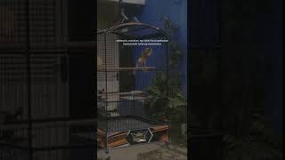 Download lagu STORY KICAU BURUNG KENARI mp3