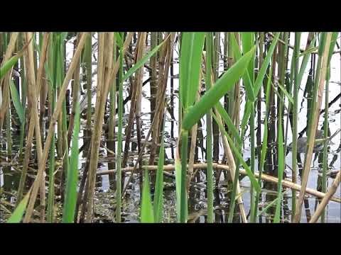 Kumkanie żab