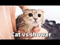 Scottishfold cat hates water and shower, meowing loudly and tips of giving cats shower