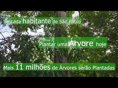 Plante uma Árvore hoje