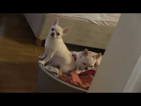 Jerry and Munna:  Lulu and Jem:  Unnati's Baby Daughter, Ritika, Creating a Water Painting.