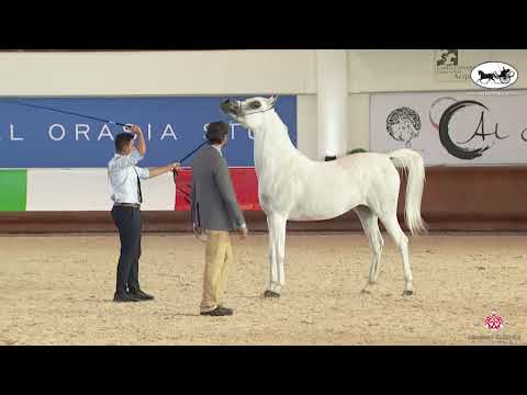 N 69 TF ESMERALDA   Italian Nationals 2022   Mares 10+ Years Old Class 9