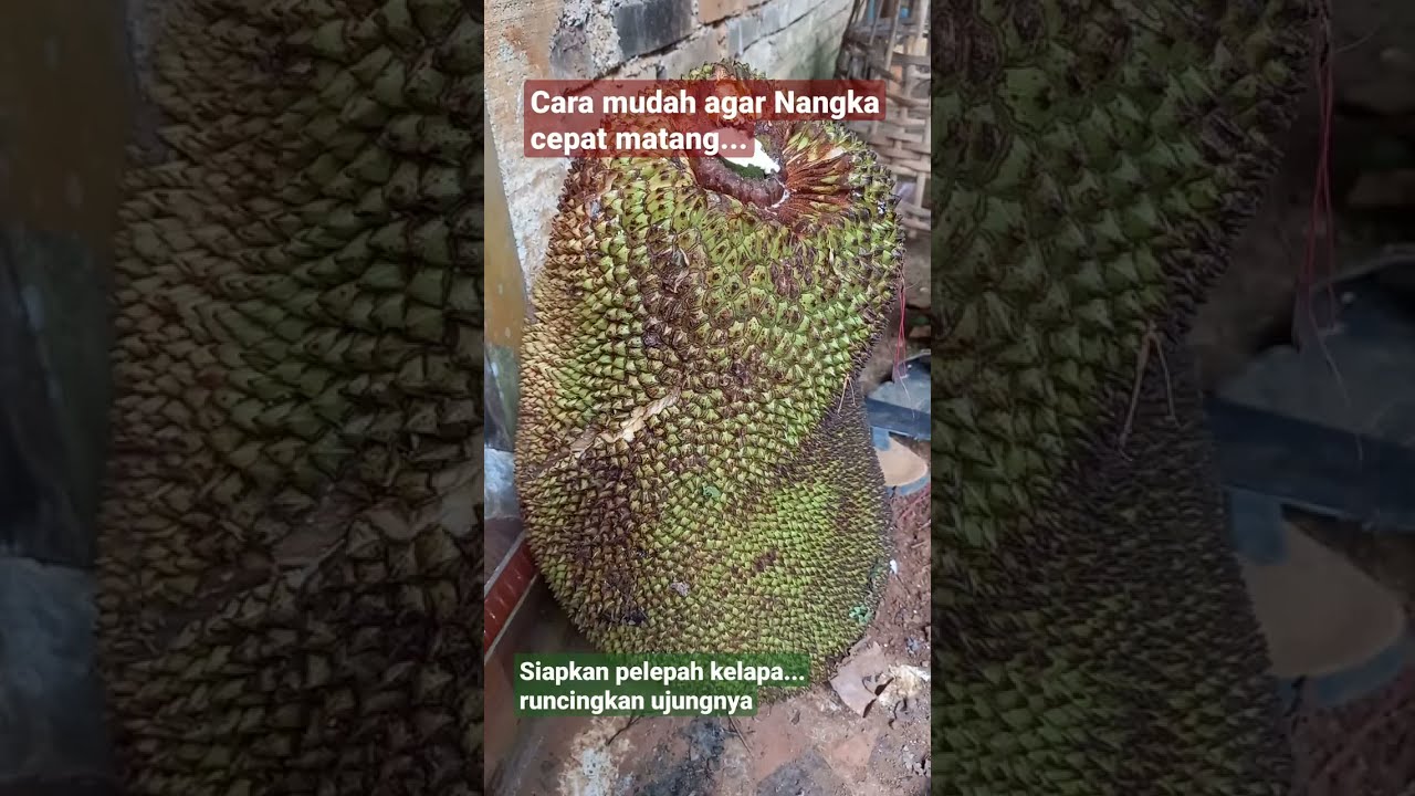 Putar video Cara Mematangkan Nangka Yang Sudah Dibuka Cara Mematangkan Nangka Yang Sudah Dibuka