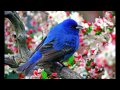 Tomorrow Robins Will Sing - Stevie Wonder