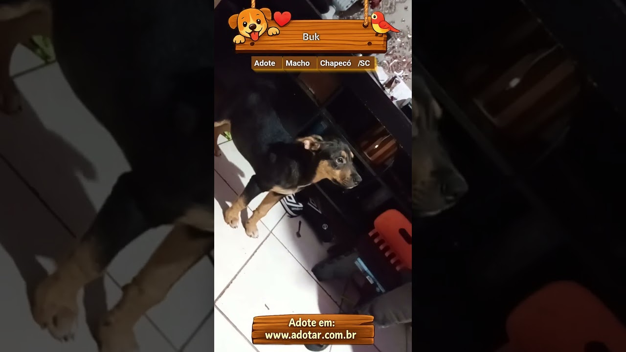 Cachorro raça Rottweiler idade 2 a 6 meses nome Buk