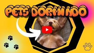 PETS DORMINDO