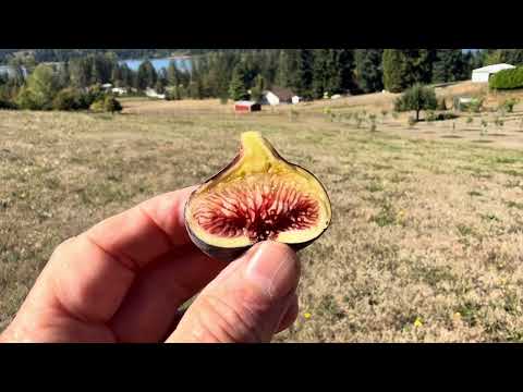 Casa di Lazzaro - Mario #50 BLACK MADEIRA - The rite of passage FIG 🦋