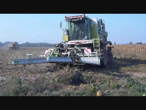 Kürbisernte 2011 Film.wmv