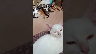 Download lagu #cat #kucinglucu #dellyvlog mp3