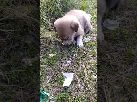 A cute pup came and sat beside me and fell asleep.