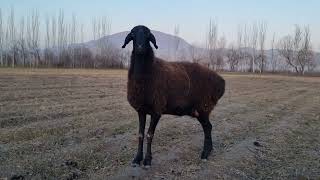 Look what this sheep does for her child. 03