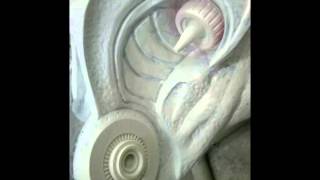 Celtic bio mov