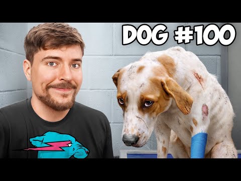 Я Спас 100 Брошенных Собак!