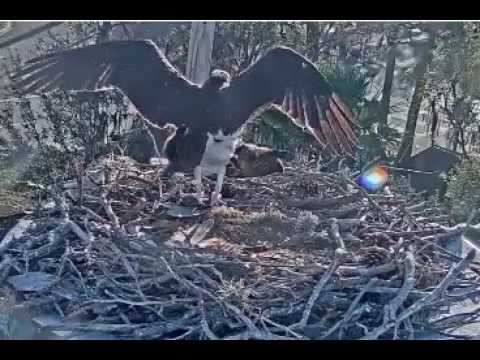 Achieva Ospreys bonding