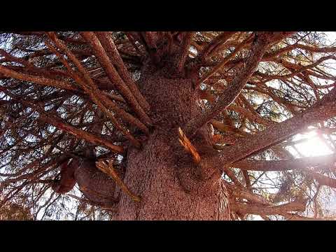 Cervi Foresta di Paneveggio Pale di San Martino !!