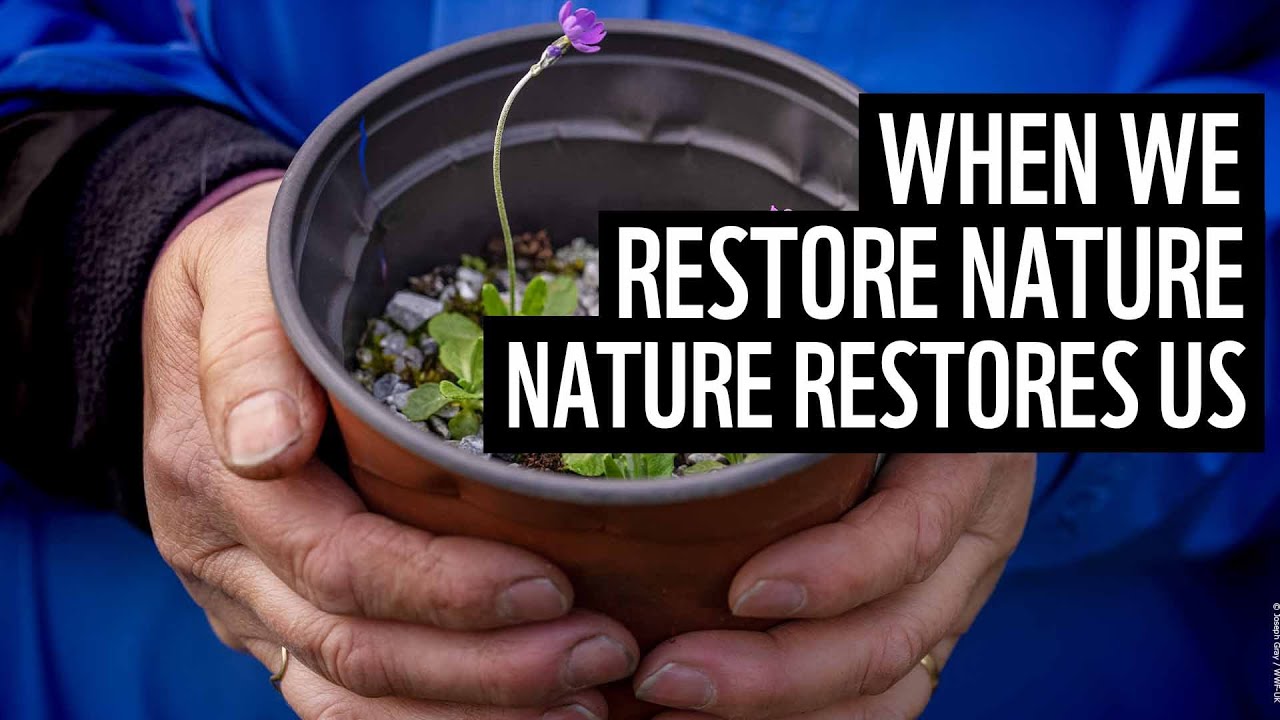 When we restore nature, nature restores us ⏐ WWF